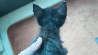 I was surprised at how well-behaved the kitten was during the bath at first, I thought.
