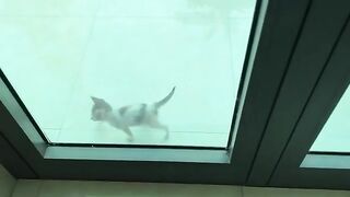 The well-behaved kitten wanted to share its food with its mother.