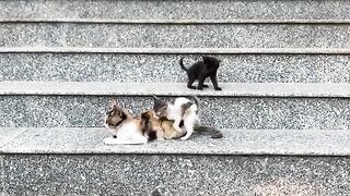 The kittens chased after the cup of milk because it had been a long time since they had had formula