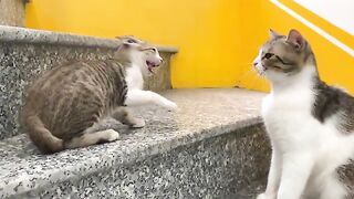 The first encounter between the rescued kitten and the domestic cat will melt your heart.