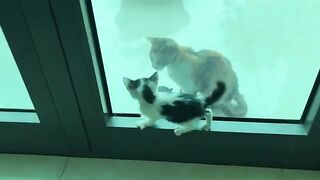 The kitten couldnt wait any longer and hissed with hunger.