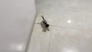 The kittens were old enough to run after their father, demanding to be nursed.