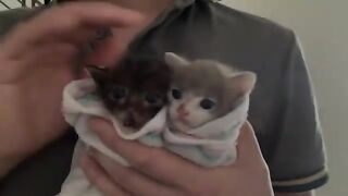 The two kittens have had a bath, drunk milk, and played. So cute!