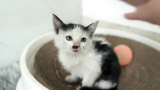 After the meal, the kitten wanted to see its mother because it hadnt seen her for a long time.