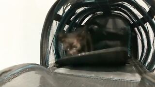 Kitten Meows Loud Enough to Avoid Bath Time