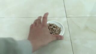 Hungry kittens, even though they know how to eat solid food, still miss formula milk.
