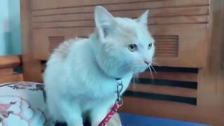 I Gave My Friends FAT Kitten a Bath and Heres What Happened
