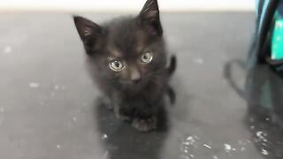 I managed to give my kitten a bath before the new year 2026 arrived. Happy New Year!