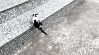 Bathing a DIRTY Kitten SHOCKING Results