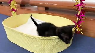 The mischievous kitten absolutely refused to sleep because it wanted to play a little longer.