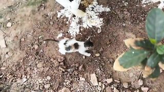 The kitten was swimming during its bath,its whole body had been covered in mud for the past two days