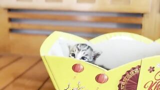 Adorable asking for milk when waking up. A 1 month old kitten was abandoned under a bridge