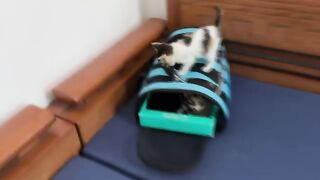 The mother cat lost patience and left because the kittens were too mischievous.