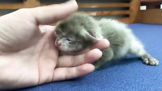 Super cute kitten fell asleep during his first nail clipping