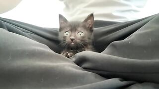 What is really happening to this rescued little kitten?