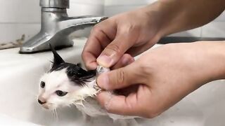 This was the kittens first bath since being adopted, and it was really dirty.