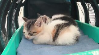 Kittens only sleep for a short nap before immediately jumping up to play when they wake up.