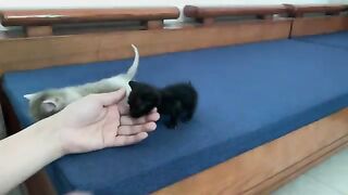 The kitten, engrossed in playing, finally decided to go to sleep because it was tired.