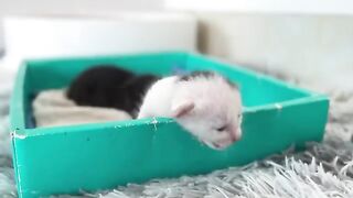 Kittens learn to drink milk and squeak when stimulated to go to the toilet.