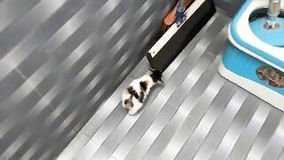 While I was preparing milk for the kittens,they were playing around.Which kitten drank the most milk