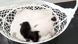 What Happens When Kittens Start Meowing and Learning to Walk