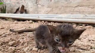 Give the two kittens a bath