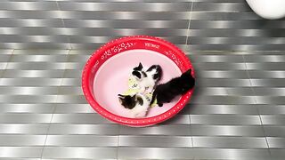 The hungry kittens drank the formula milk frantically.
