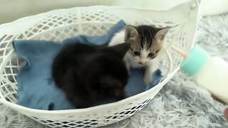 The playful kittens are drinking milk and playing with each other