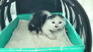 The journey of helping the rescued kitten make friends with domestic cats.