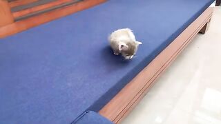 The adopted cat was so adorable that I couldnt take my eyes off it.