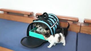 How will kittens react when they first go outside and meet larger cats?