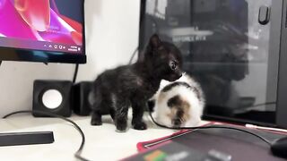 The rescued kittens, with their curious eyes, explored everything around them.