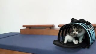 How will kittens react when they get their nails trimmed for the first time?