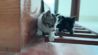 The kittens caused a commotion in a battle for formula milk.