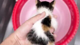 I gave the kitten a bath, and its reaction surprised me.
