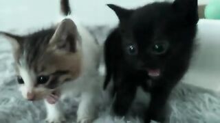 The two kittens look adorable after two weeks of care.