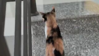 Kittens Need Their Mom For A HAPPY Life