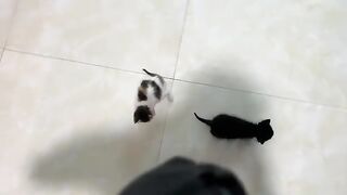 The never-ending battle of kittens vying for milk and rapid weight gain