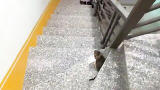 The story of a mischievous big cat and a shy kitten. Funny and cute.