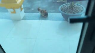 Today, the hungry kittens will drink milk under the supervision of their mother cat.