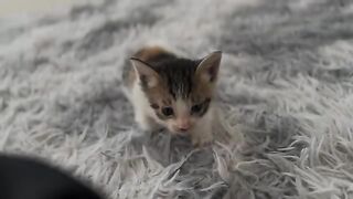 Kitten angry with dad because he ran out of formula