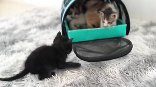 The kitten raised by its mother began to rebel.