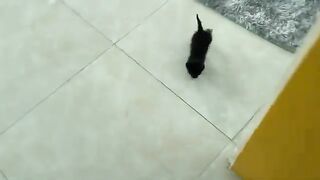 Kittens close their eyes and enjoy the milk, sometimes even fighting over it.