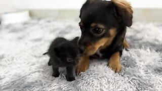 The little shepherd dog was attacked by two adorable kittens