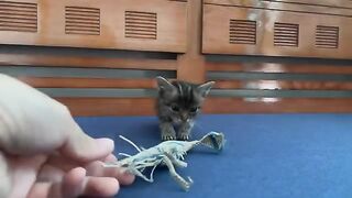 Adorable kitten plays with toy shrimp for the first time