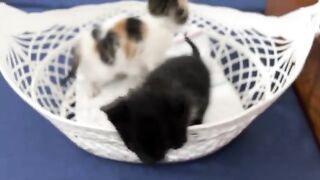 The black kitten is always the winner in the battle for formula.