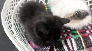 Adorable kittens curl up to sleep after fighting over milk