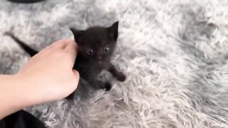 The mother cat has gone out to sunbathe, the hungry kittens demand milk from their father