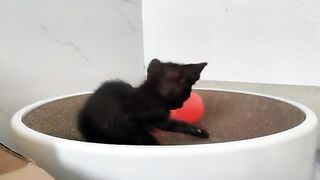 Want to See the CUTEST Kitten Moments? Watch This!