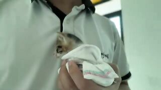 Calico kittens second bath